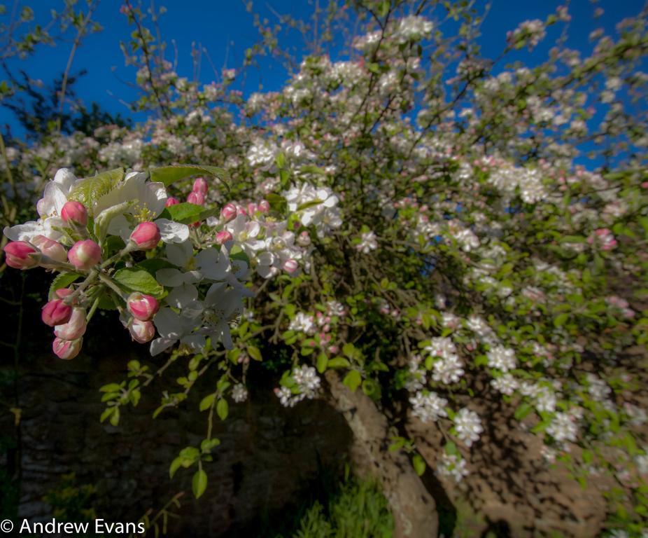 Lea House Bed And Breakfast Ross-on-Wye Εξωτερικό φωτογραφία